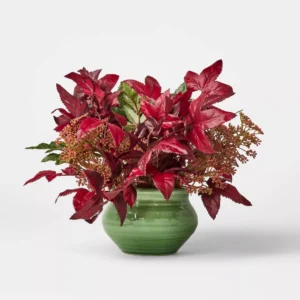 12" Plum Berry Arrangement